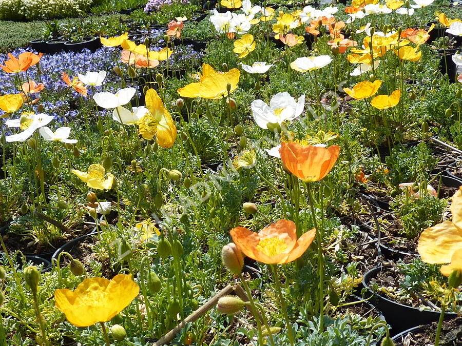 Mák alpínský - Papaver alpinum