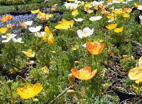 Mák alpínský - Papaver alpinum