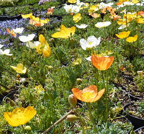 Mák alpínský - Papaver alpinum