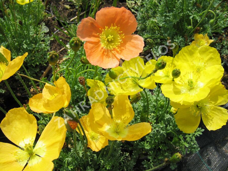 Mák alpínský - Papaver alpinum