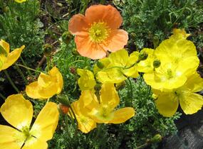 Mák alpínský - Papaver alpinum