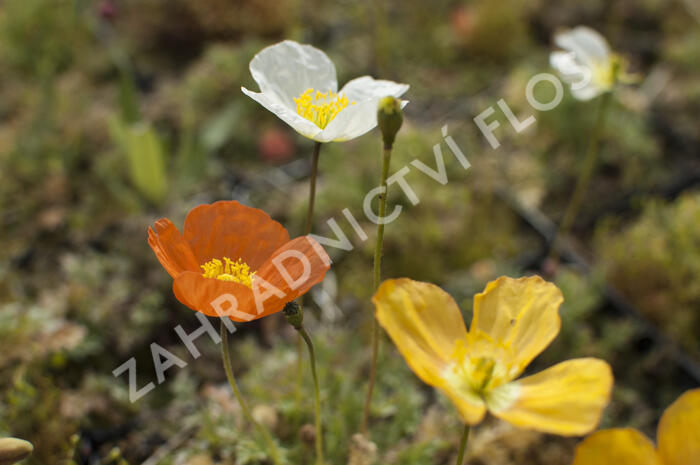Mák alpínský - Papaver alpinum