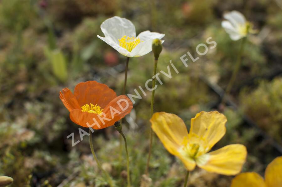 Mák alpínský - Papaver alpinum