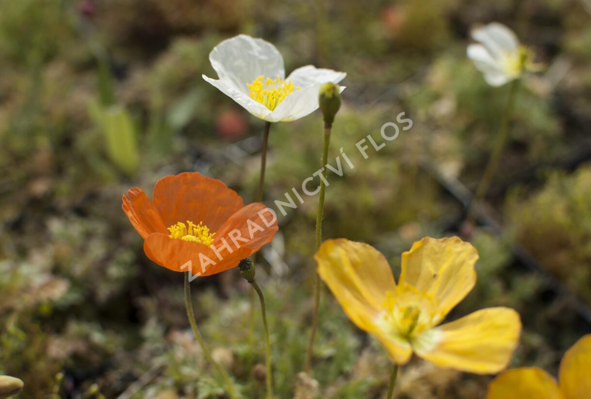 Mák alpínský - Papaver alpinum