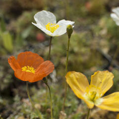 Mák alpínský - Papaver alpinum