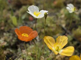 Mák alpínský - Papaver alpinum