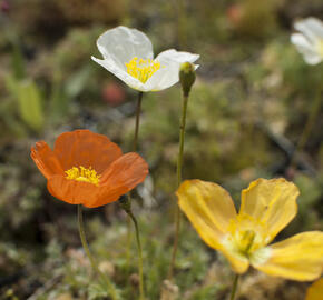 Mák alpínský - Papaver alpinum
