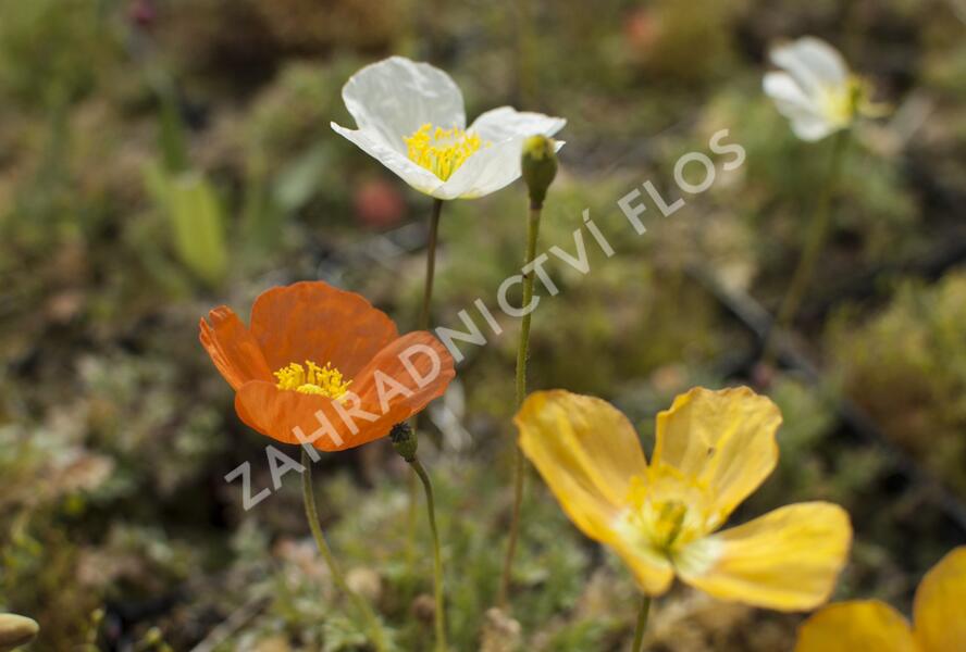 Mák alpínský - Papaver alpinum