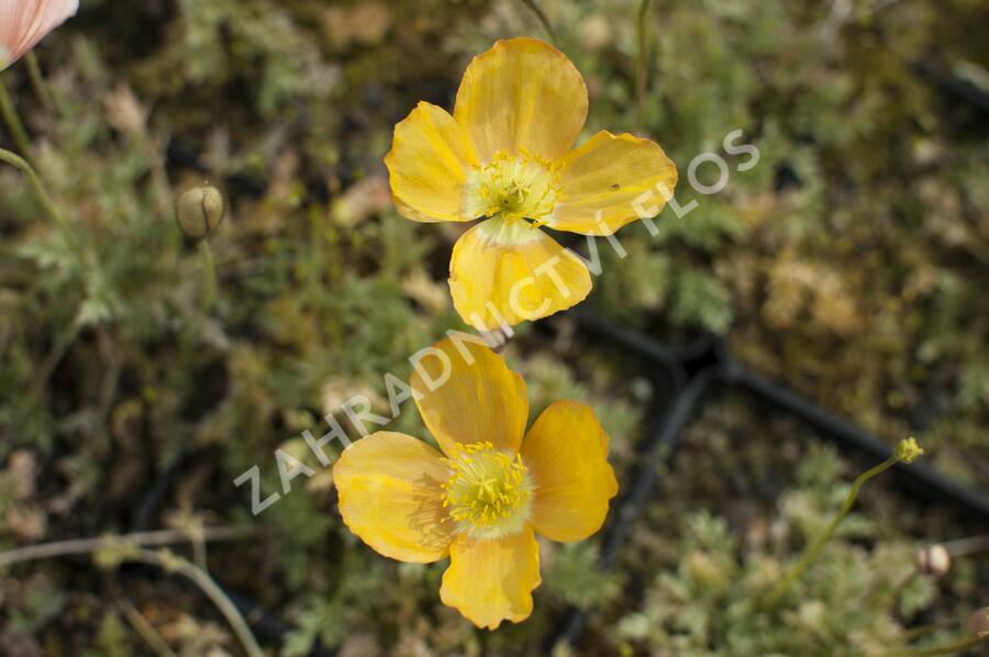 Mák alpínský - Papaver alpinum
