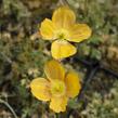 Mák alpínský - Papaver alpinum