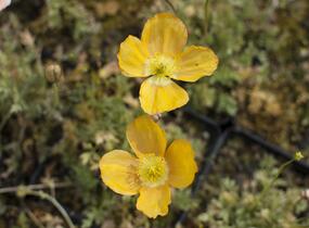 Mák alpínský - Papaver alpinum