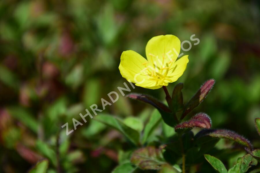 Pupalka 'Yella Fella' - Oenothera pilosella 'Yella Fella'