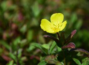 Pupalka 'Yella Fella' - Oenothera pilosella 'Yella Fella'
