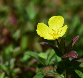 Pupalka 'Yella Fella' - Oenothera pilosella 'Yella Fella'