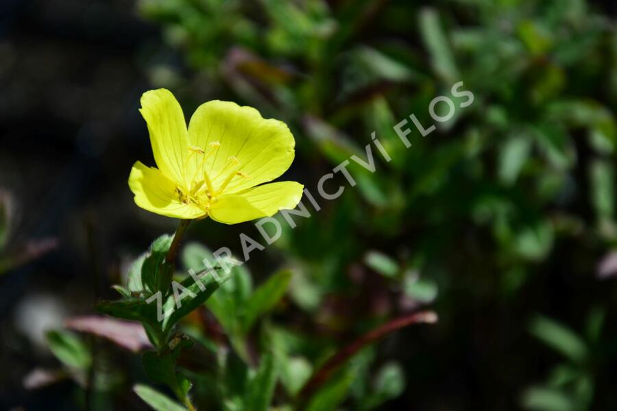 Pupalka 'Yella Fella' - Oenothera pilosella 'Yella Fella'