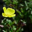 Pupalka 'Yella Fella' - Oenothera pilosella 'Yella Fella'