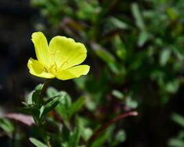 Pupalka 'Yella Fella'