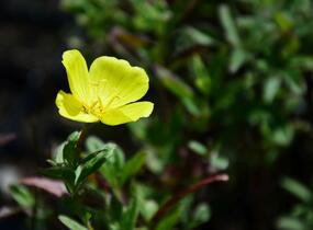Pupalka 'Yella Fella' - Oenothera pilosella 'Yella Fella'