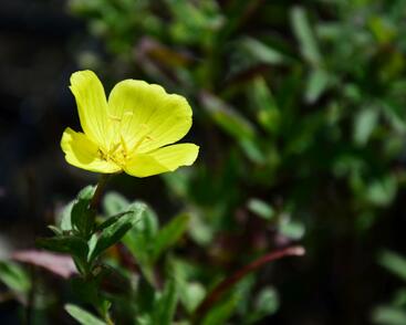 Pupalka 'Yella Fella'