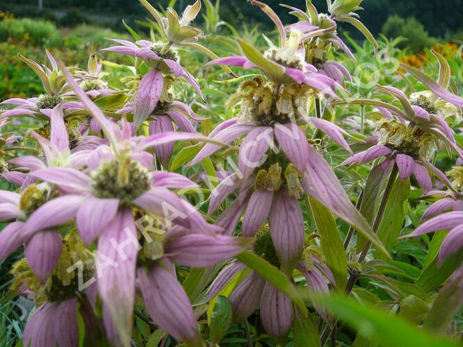 Zavinutka tečkovaná - Monarda punctata