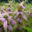 Zavinutka tečkovaná - Monarda punctata