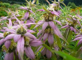 Zavinutka tečkovaná - Monarda punctata