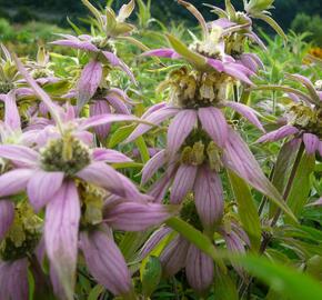 Zavinutka tečkovaná - Monarda punctata