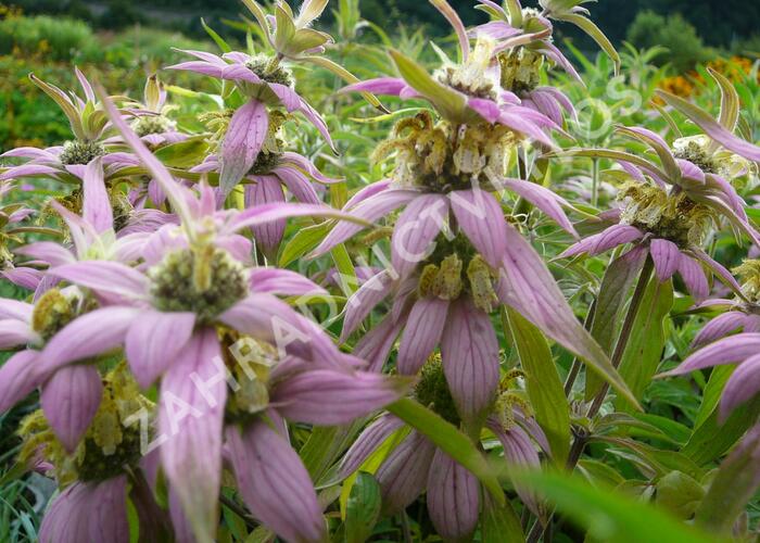 Zavinutka tečkovaná - Monarda punctata