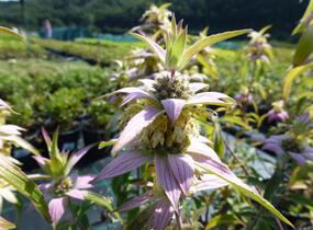 Zavinutka tečkovaná - Monarda punctata
