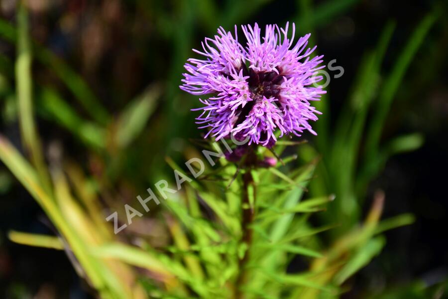 Šuškarda 'Floristan Violet' - Liatris spicata 'Floristan Violet'