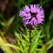 Šuškarda 'Floristan Violet' - Liatris spicata 'Floristan Violet'