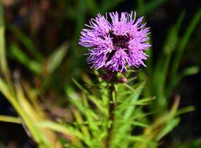 Šuškarda 'Floristan Violet' - Liatris spicata 'Floristan Violet'