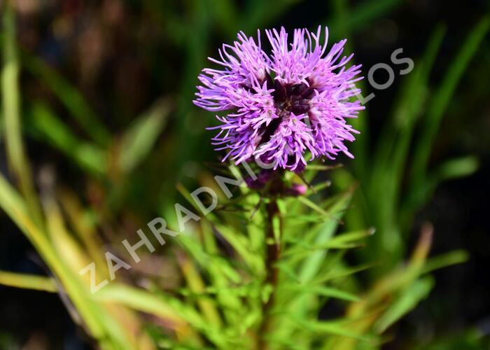 Šuškarda 'Floristan Violet' - Liatris spicata 'Floristan Violet'