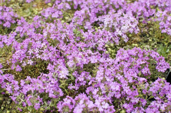 Nemléč alpský 'Doktor Hähnle' - Erinus alpinus 'Doktor Hähnle'