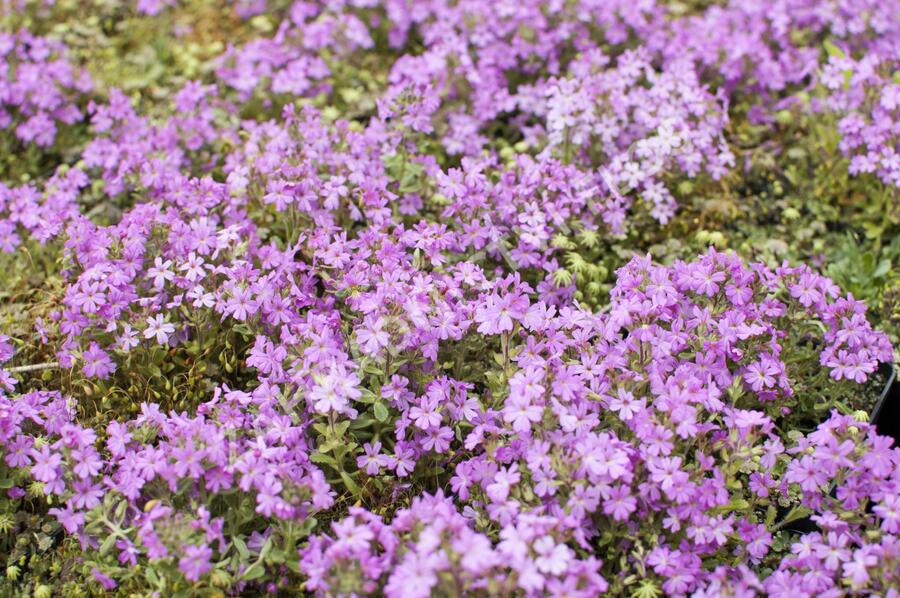 Nemléč alpský 'Doktor Hähnle' - Erinus alpinus 'Doktor Hähnle'