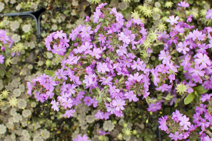 Nemléč alpský 'Doktor Hähnle' - Erinus alpinus 'Doktor Hähnle'