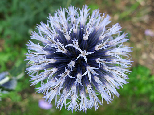 Bělotrn banátský 'Blue Glow' - Echinops bannaticus 'Blue Glow'