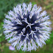 Bělotrn banátský 'Blue Glow' - Echinops bannaticus 'Blue Glow'