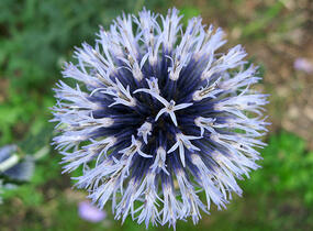 Bělotrn banátský 'Blue Glow' - Echinops bannaticus 'Blue Glow'