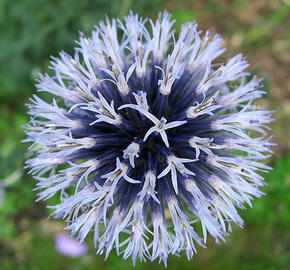 Bělotrn banátský 'Blue Glow' - Echinops bannaticus 'Blue Glow'