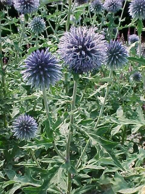 Bělotrn banátský 'Blue Glow' - Echinops bannaticus 'Blue Glow'