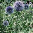 Bělotrn banátský 'Blue Glow' - Echinops bannaticus 'Blue Glow'