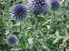 Bělotrn banátský 'Blue Glow' - Echinops bannaticus 'Blue Glow'