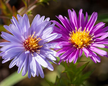 Hvězdnice novobelgická mix