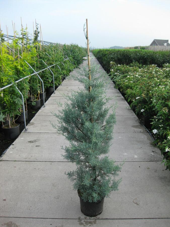 Cypřiš arizonský 'Glauca' - Cupressus arizonica 'Glauca'