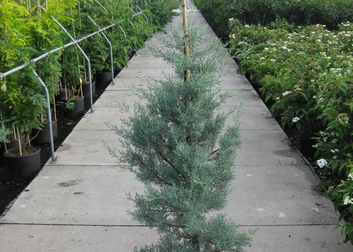 Cypřiš arizonský 'Glauca' - Cupressus arizonica 'Glauca'