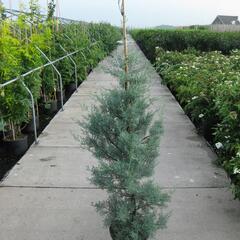 Cypřiš arizonský 'Glauca' - Cupressus arizonica 'Glauca'