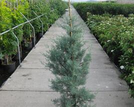 Cypřiš arizonský 'Glauca'