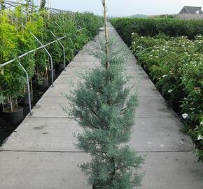 Cypřiš arizonský 'Glauca' - Cupressus arizonica 'Glauca'