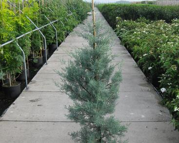 Cypřiš arizonský 'Glauca'